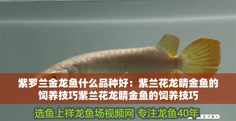 紫羅蘭金龍魚什么品種好：紫蘭花龍睛金魚的飼養(yǎng)技巧紫蘭花龍睛金魚的飼養(yǎng)技巧 紫羅蘭金龍魚什么品種好：紫蘭花龍睛金魚的飼養(yǎng)技巧紫蘭花龍睛金魚的飼養(yǎng)技巧 龍魚百科