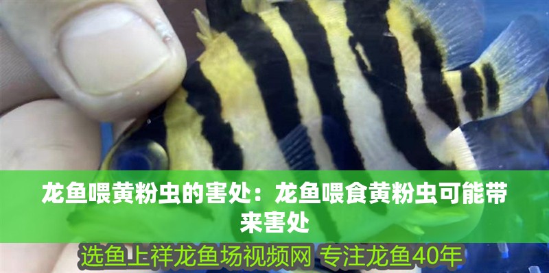 龍魚喂黃粉蟲的害處：龍魚喂食黃粉蟲可能帶來害處