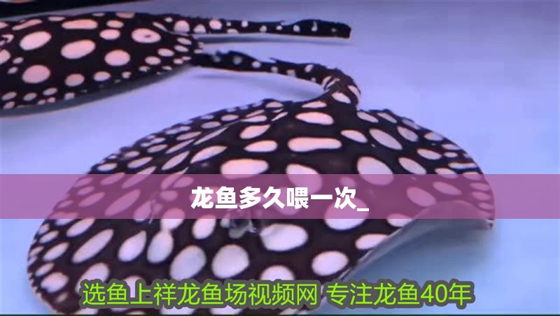 龍魚多久喂一次_