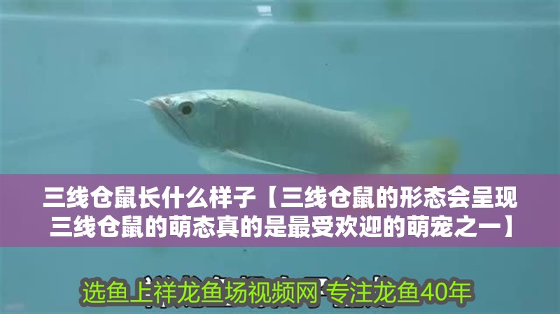 三線倉鼠長什么樣子【三線倉鼠的形態會呈現三線倉鼠的萌態真的是最受歡迎的萌寵之一】 龍魚論壇 三線倉鼠長什么樣子【三線倉鼠的形態會呈現三線倉鼠的萌態真的是最受歡迎的萌寵之一】 三線倉鼠長什么樣子【三線倉鼠的形態會呈現三線倉鼠的萌態真的是最受歡迎的萌寵之一】 龍魚論壇