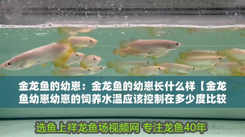 金龍魚的幼崽：金龍魚的幼崽長什么樣【金龍魚幼崽幼崽的飼養(yǎng)水溫應(yīng)該控制在多少度比較合適】 金龍魚的幼崽：金龍魚的幼崽長什么樣【金龍魚幼崽幼崽的飼養(yǎng)水溫應(yīng)該控制在多少度比較合適】 水族問答