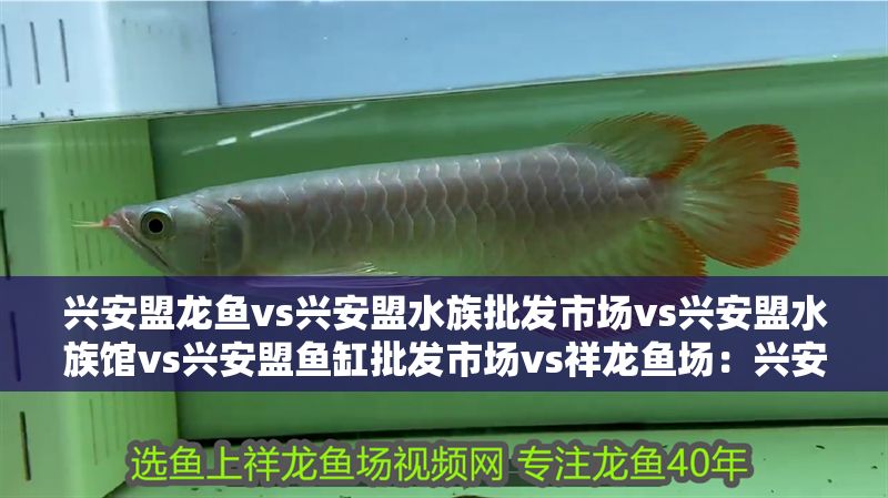 興安盟龍魚vs興安盟水族批發市場vs興安盟水族館vs興安盟魚缸批發市場vs祥龍魚場：興安盟水族市場與祥龍魚場的區別 興安盟龍魚vs興安盟水族批發市場vs興安盟水族館vs興安盟魚缸批發市場vs祥龍魚場：興安盟水族市場與祥龍魚場的區別 祥龍魚場各市分站 第2張