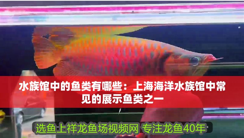 水族館中的魚類有哪些：上海海洋水族館中常見的展示魚類之一 水族館中的魚類有哪些：上海海洋水族館中常見的展示魚類之一 水族館百科（水族館加盟） 第1張