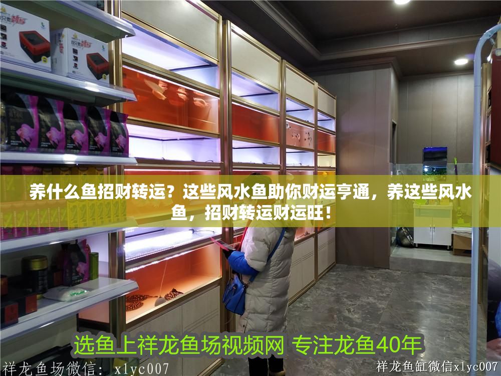 養什么魚招財轉運？這些風水魚助你財運亨通，養這些風水魚，招財轉運財運旺！