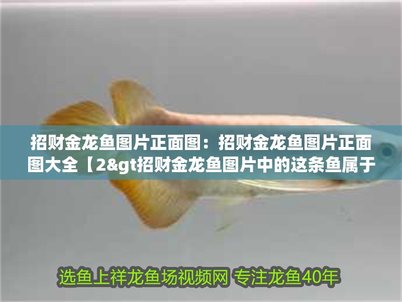 招財金龍魚圖片正面圖:招財金龍魚圖片正面圖大全【2>招財金龍魚圖片中的這條魚屬于哪個品種】 水族問答 招財金龍魚圖片正面圖:招財金龍魚圖片正面圖大全【2>招財金龍魚圖片中的這條魚屬于哪個品種】 招財金龍魚圖片正面圖:招財金龍魚圖片正面圖大全【2>招財金龍魚圖片中的這條魚屬于哪個品種】 水族問答