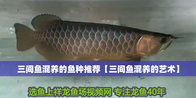 三間魚混養的魚種推薦【三間魚混養的藝術】