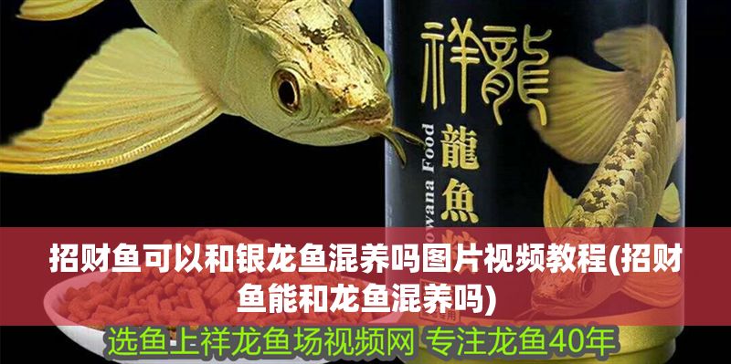 招財魚可以和銀龍魚混養嗎圖片視頻教程(招財魚能和龍魚混養嗎)