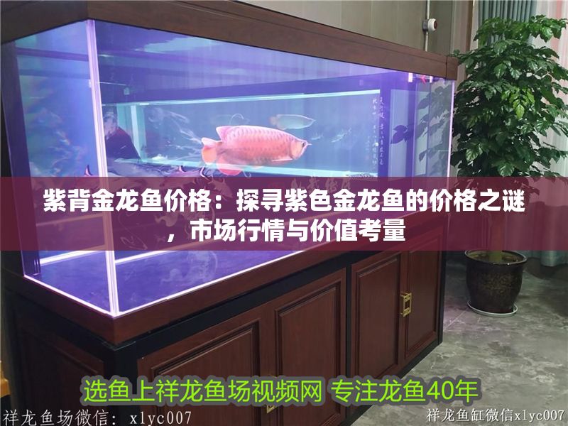 紫背金龍魚價格：探尋紫色金龍魚的價格之謎，市場行情與價值考量