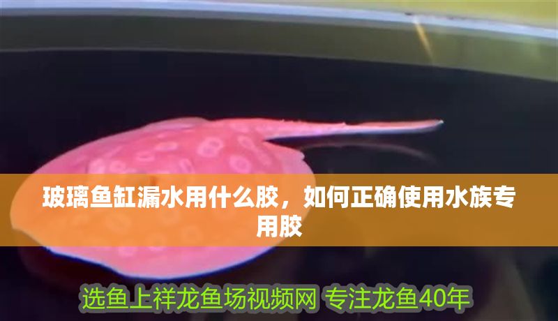 玻璃魚缸漏水用什么膠，如何正確使用水族專用膠 玻璃魚缸漏水用什么膠，如何正確使用水族專用膠 魚缸百科 第2張