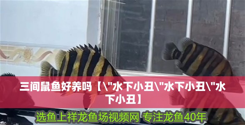 三間鼠魚好養(yǎng)嗎【\