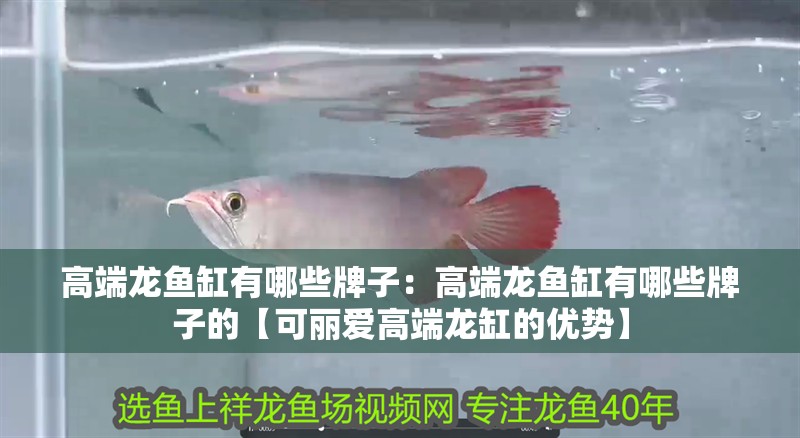 高端龍魚缸有哪些牌子：高端龍魚缸有哪些牌子的【可麗愛高端龍缸的優勢】