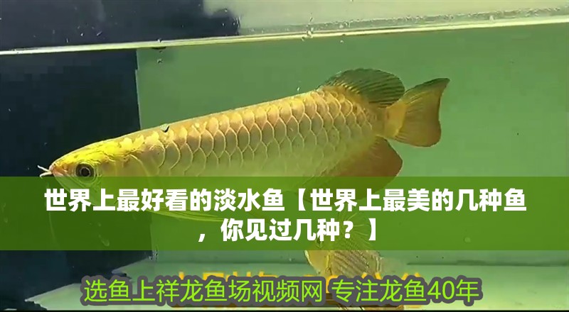 世界上最好看的淡水魚【世界上最美的幾種魚,你見過幾種?】 龍魚論壇 世界上最好看的淡水魚【世界上最美的幾種魚,你見過幾種?】 世界上最好看的淡水魚【世界上最美的幾種魚,你見過幾種?】 龍魚論壇