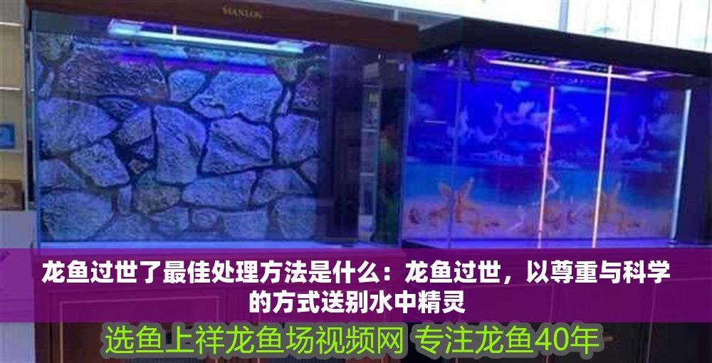 龍魚過世了最佳處理方法是什么：龍魚過世，以尊重與科學(xué)的方式送別水中精靈