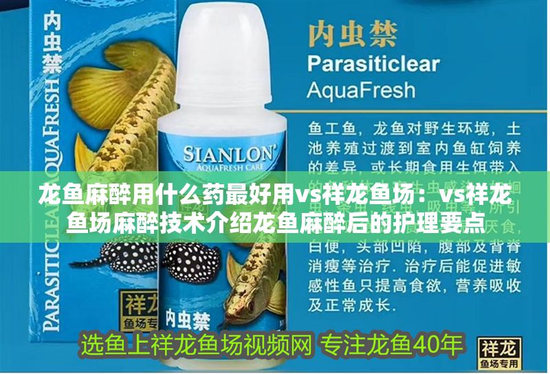 龍魚麻醉用什么藥最好用vs祥龍魚場(chǎng)：vs祥龍魚場(chǎng)麻醉技術(shù)介紹龍魚麻醉后的護(hù)理要點(diǎn)