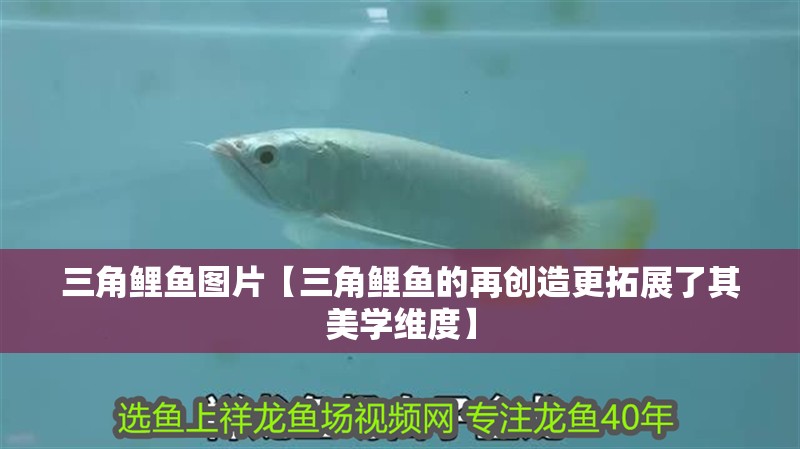 三角鯉魚圖片【三角鯉魚的再創造更拓展了其美學維度】 龍魚論壇 三角鯉魚圖片【三角鯉魚的再創造更拓展了其美學維度】 三角鯉魚圖片【三角鯉魚的再創造更拓展了其美學維度】 龍魚論壇