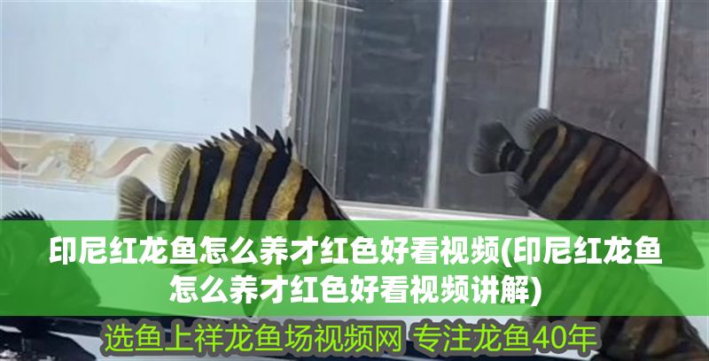 印尼紅龍魚怎么養才紅色好看視頻(印尼紅龍魚怎么養才紅色好看視頻講解)