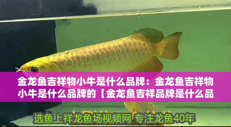 金龍魚吉祥物小牛是什么品牌：金龍魚吉祥物小牛是什么品牌的【金龍魚吉祥品牌是什么品牌？】