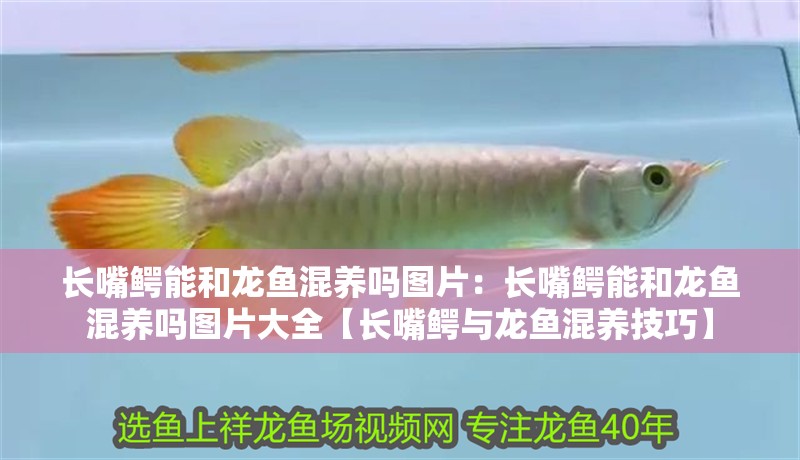 長嘴鱷能和龍魚混養嗎圖片：長嘴鱷能和龍魚混養嗎圖片大全【長嘴鱷與龍魚混養技巧】
