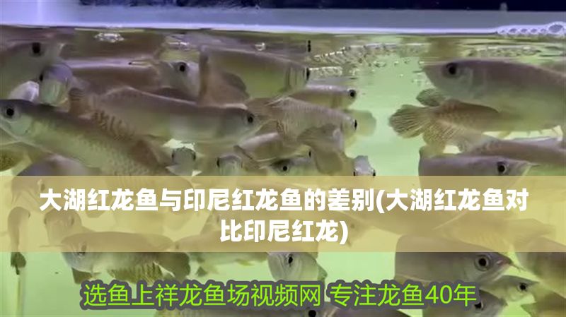 大湖紅龍魚與印尼紅龍魚的差別(大湖紅龍魚對比印尼紅龍)