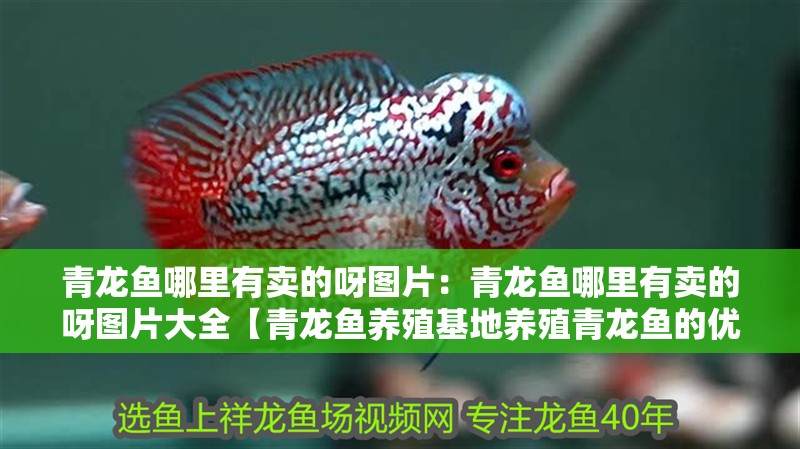 青龍魚哪里有賣的呀圖片：青龍魚哪里有賣的呀圖片大全【青龍魚養(yǎng)殖基地養(yǎng)殖青龍魚的優(yōu)勢在哪些地方的優(yōu)勢在于價值】