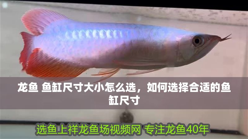 龍魚 魚缸尺寸大小怎么選，如何選擇合適的魚缸尺寸