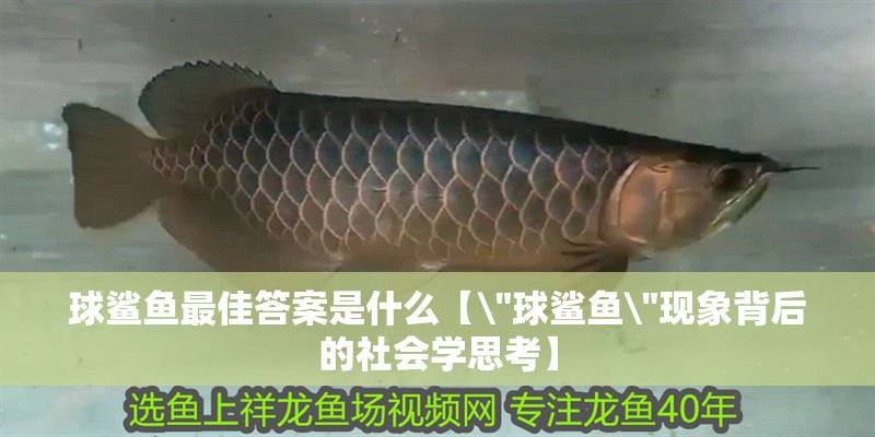 球鯊魚最佳答案是什么【 球鯊魚最佳答案是什么【\