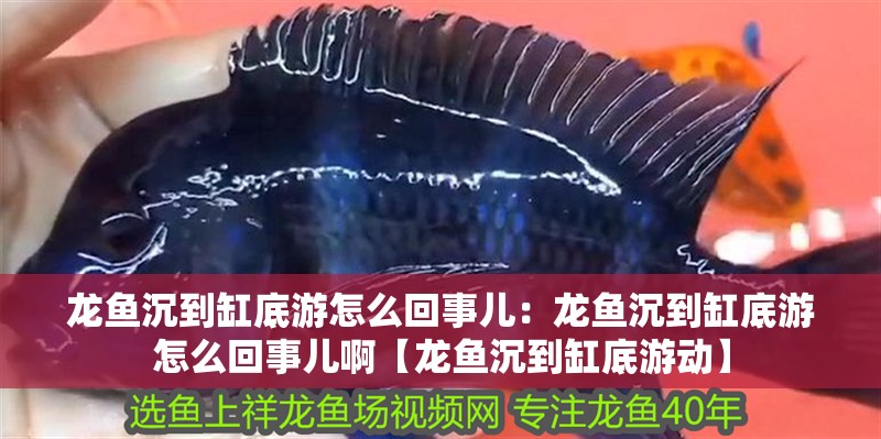 龍魚沉到缸底游怎么回事兒：龍魚沉到缸底游怎么回事兒啊【龍魚沉到缸底游動】