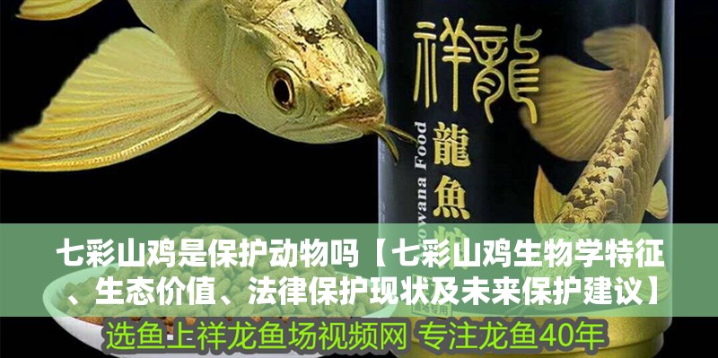 七彩山雞是保護動物嗎【七彩山雞生物學特征、生態價值、法律保護現狀及未來保護建議】 七彩山雞是保護動物嗎【七彩山雞生物學特征、生態價值、法律保護現狀及未來保護建議】 龍魚論壇