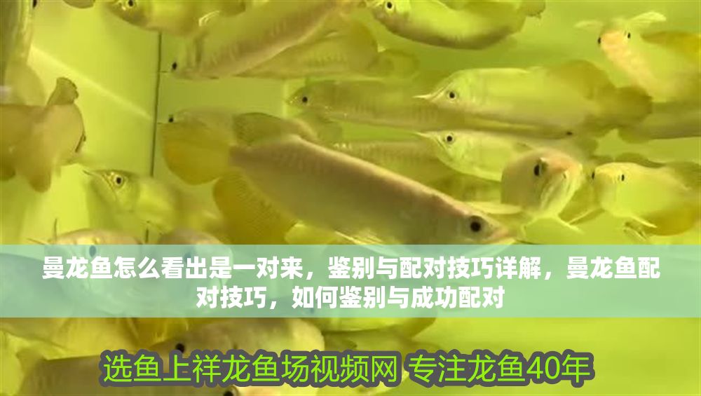曼龍魚怎么看出是一對來，鑒別與配對技巧詳解，曼龍魚配對技巧，如何鑒別與成功配對