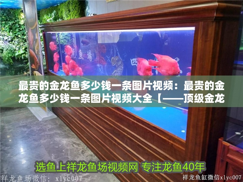 最貴的金龍魚多少錢一條圖片視頻：最貴的金龍魚多少錢一條圖片視頻大全【——頂級金龍魚拍賣市場價值800萬人民幣成交】 最貴的金龍魚多少錢一條圖片視頻：最貴的金龍魚多少錢一條圖片視頻大全【——頂級金龍魚拍賣市場價值800萬人民幣成交】 水族問答