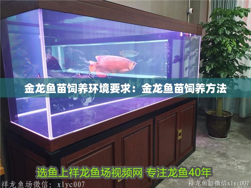 金龍魚苗飼養環境要求：金龍魚苗飼養方法 金龍魚苗飼養環境要求：金龍魚苗飼養方法 金龍魚百科 第1張