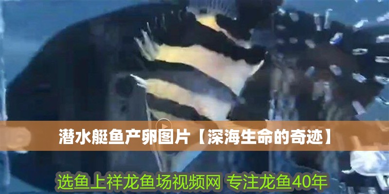 潛水艇魚產卵圖片【深海生命的奇跡】