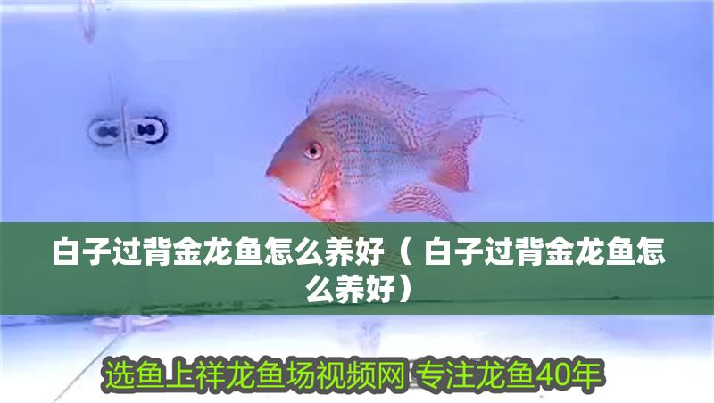 白子過背金龍魚怎么養好（ 白子過背金龍魚怎么養好）