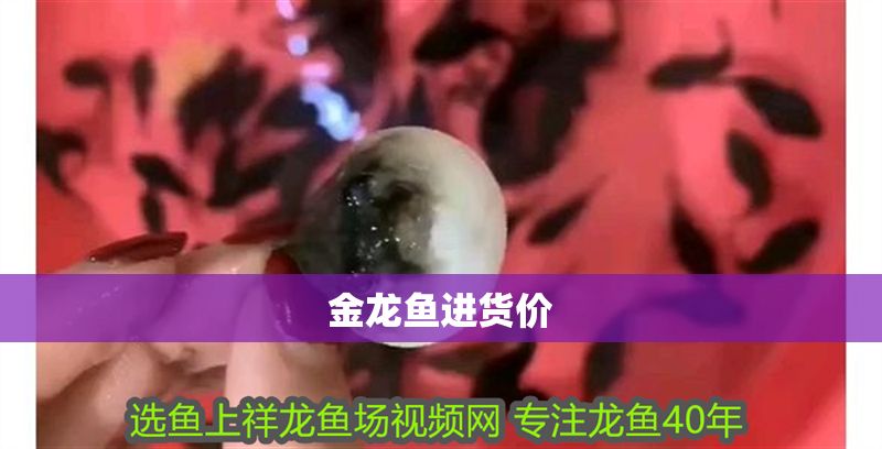 金龍魚進貨價