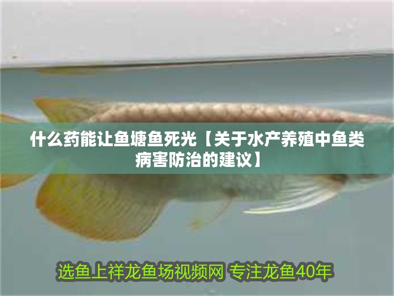 什么藥能讓魚(yú)塘魚(yú)死光【關(guān)于水產(chǎn)養(yǎng)殖中魚(yú)類病害防治的建議】 什么藥能讓魚(yú)塘魚(yú)死光【關(guān)于水產(chǎn)養(yǎng)殖中魚(yú)類病害防治的建議】 龍魚(yú)論壇