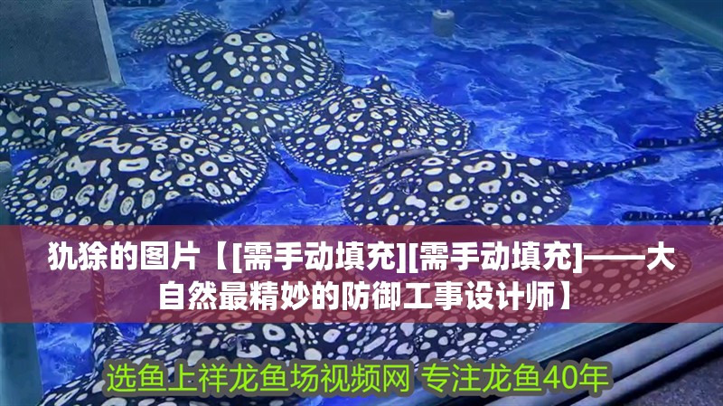 犰狳的圖片【[需手動填充][需手動填充]——大自然最精妙的防御工事設計師】