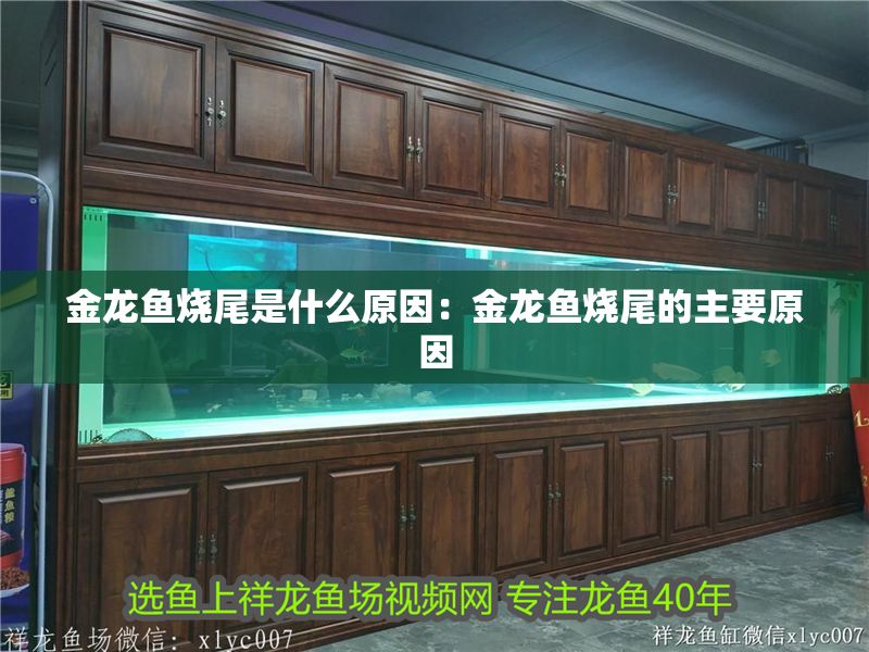 金龍魚燒尾是什么原因：金龍魚燒尾的主要原因