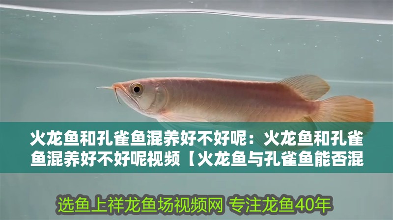 火龍魚和孔雀魚混養好不好呢：火龍魚和孔雀魚混養好不好呢視頻【火龍魚與孔雀魚能否混養，】 火龍魚和孔雀魚混養好不好呢：火龍魚和孔雀魚混養好不好呢視頻【火龍魚與孔雀魚能否混養，】 水族問答