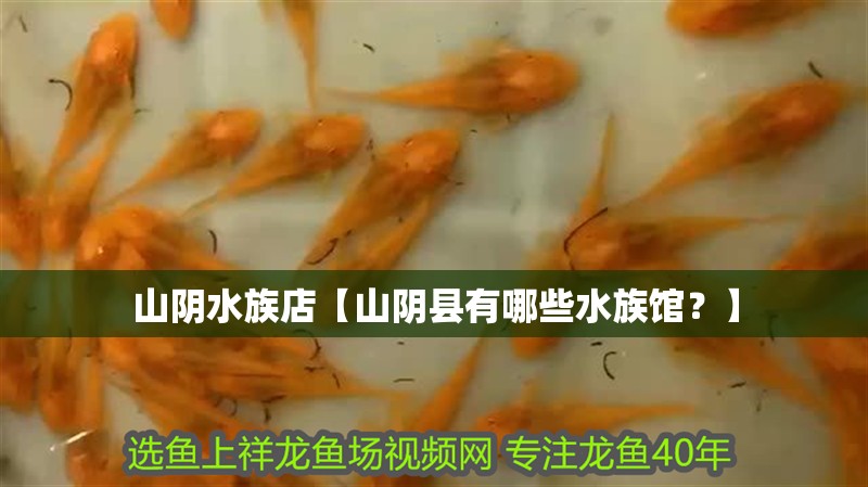 山陰水族店【山陰縣有哪些水族館？】