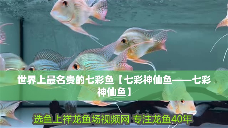 世界上最名貴的七彩魚【七彩神仙魚——七彩神仙魚】