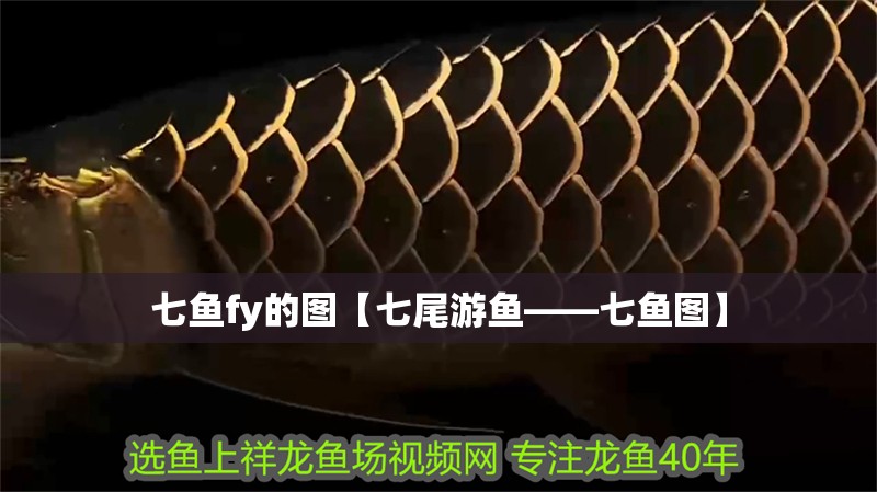 七魚fy的圖【七尾游魚——七魚圖】