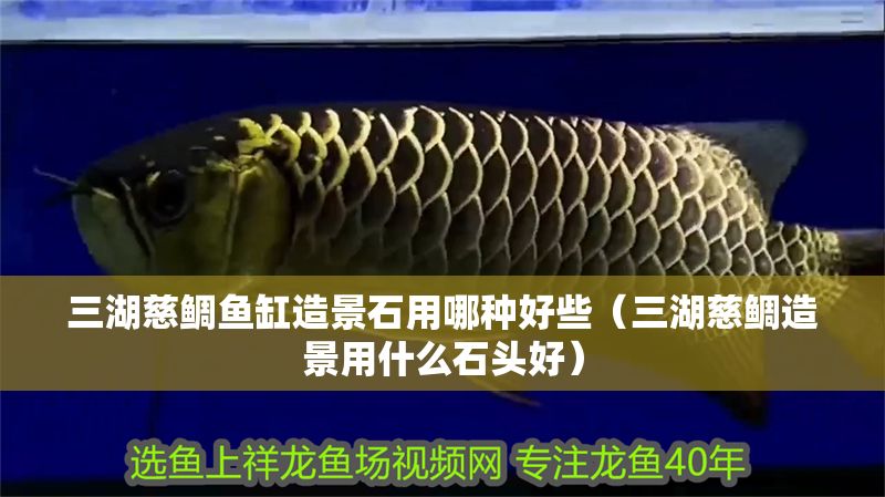 三湖慈鯛魚缸造景石用哪種好些(三湖慈鯛造景用什么石頭好) 元寶鳳凰魚百科 第1張 三湖慈鯛魚缸造景石用哪種好些(三湖慈鯛造景用什么石頭好) 三湖慈鯛魚缸造景石用哪種好些(三湖慈鯛造景用什么石頭好) 元寶鳳凰魚百科 第1張