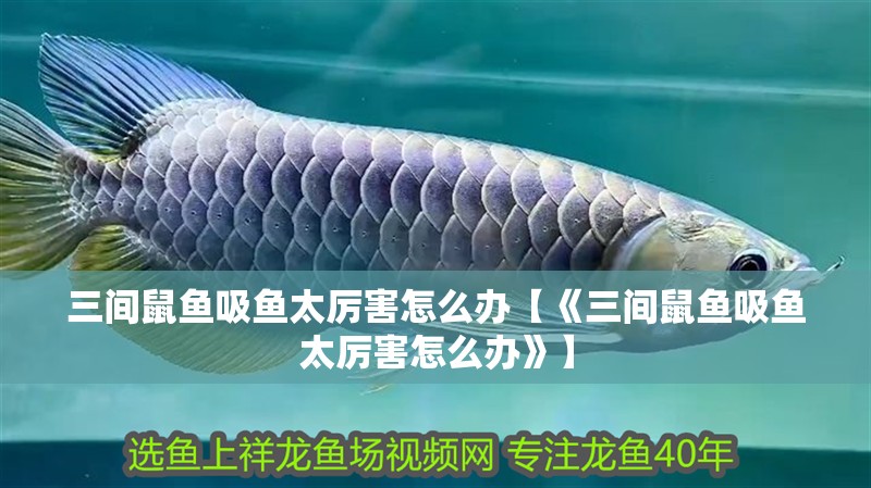 三間鼠魚吸魚太厲害怎么辦【《三間鼠魚吸魚太厲害怎么辦》】