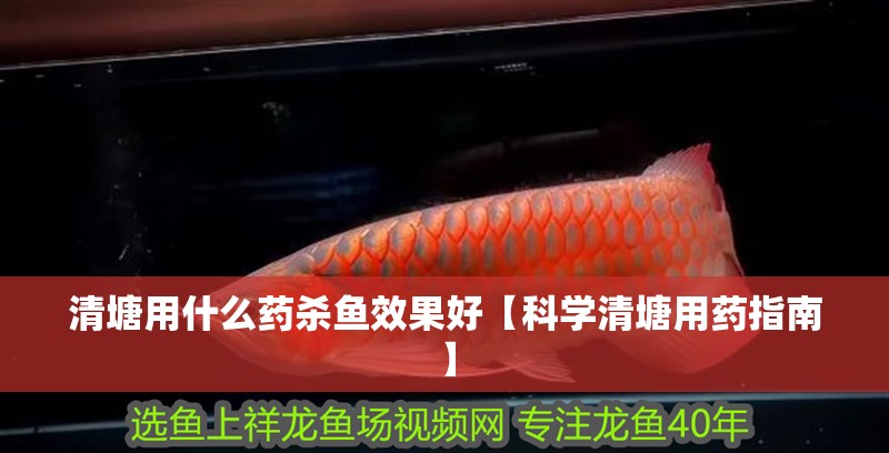 清塘用什么藥殺魚效果好【科學清塘用藥指南】 清塘用什么藥殺魚效果好【科學清塘用藥指南】 龍魚論壇