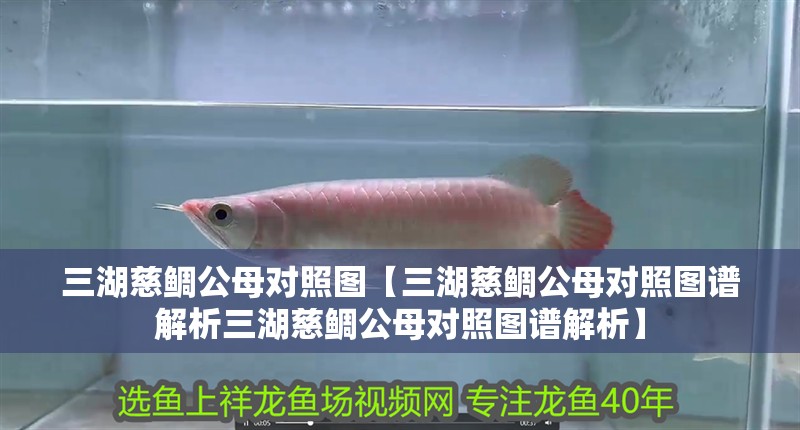 三湖慈鯛公母對照圖【三湖慈鯛公母對照圖譜解析三湖慈鯛公母對照圖譜解析】 龍魚論壇 三湖慈鯛公母對照圖【三湖慈鯛公母對照圖譜解析三湖慈鯛公母對照圖譜解析】 三湖慈鯛公母對照圖【三湖慈鯛公母對照圖譜解析三湖慈鯛公母對照圖譜解析】 龍魚論壇