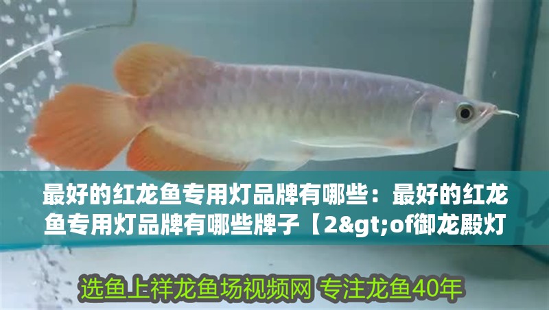 最好的紅龍魚專用燈品牌有哪些：最好的紅龍魚專用燈品牌有哪些牌子【2>of御龍殿燈是公認(rèn)的最佳紅龍魚專用燈品牌之一】