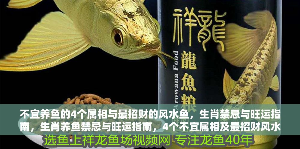 不宜養魚的4個屬相與最招財的風水魚，生肖禁忌與旺運指南，生肖養魚禁忌與旺運指南，4個不宜屬相及最招財風水魚 不宜養魚的4個屬相與最招財的風水魚，生肖禁忌與旺運指南，生肖養魚禁忌與旺運指南，4個不宜屬相及最招財風水魚 龍魚百科 第1張