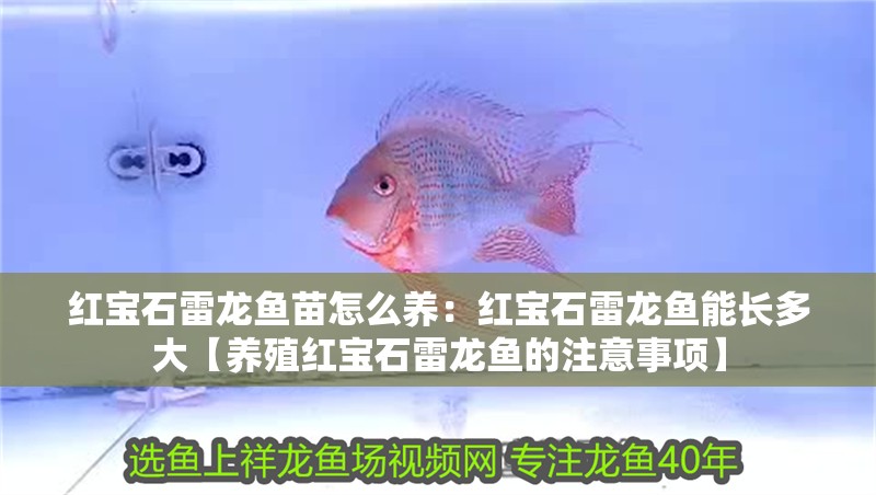 紅寶石雷龍魚苗怎么養：紅寶石雷龍魚能長多大【養殖紅寶石雷龍魚的注意事項】 紅寶石雷龍魚苗怎么養：紅寶石雷龍魚能長多大【養殖紅寶石雷龍魚的注意事項】 水族問答