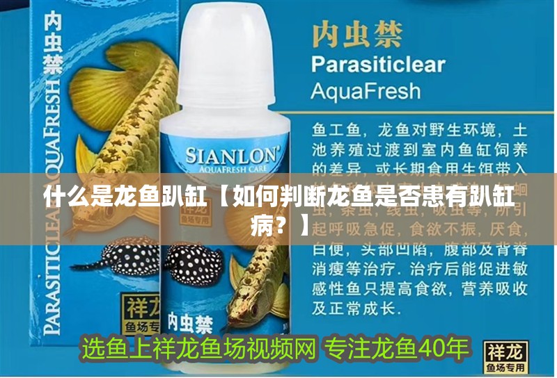 什么是龍魚趴缸【如何判斷龍魚是否患有趴缸病？】