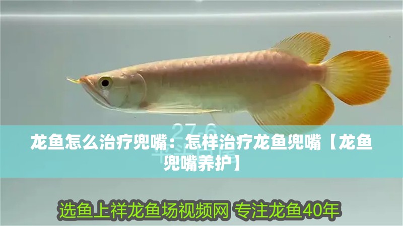 龍魚怎么治療兜嘴：怎樣治療龍魚兜嘴【龍魚兜嘴養護】 龍魚怎么治療兜嘴：怎樣治療龍魚兜嘴【龍魚兜嘴養護】 水族問答